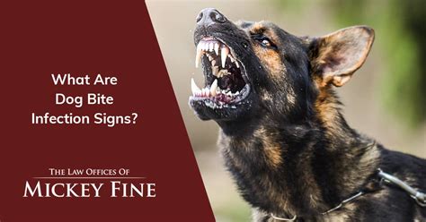 How To Know If A Dog Bite Is Infected Bakersfield Ca