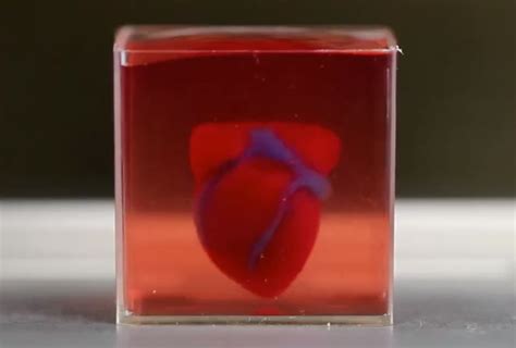 Crean El Primer Corazón Impreso En 3d Utilizando Células Humanas