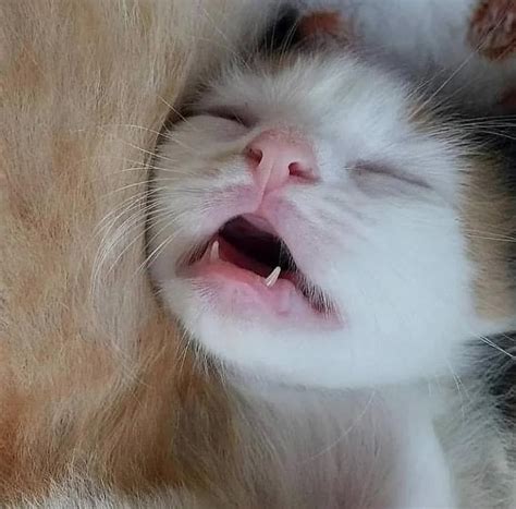 Sleepy Wittle Teefies Teefies Cute Cats Pretty Cats Beautiful Kittens