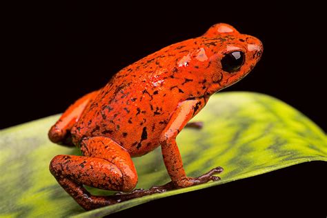 Strawberry Poison Dart Frog Photograph By Dirk Ercken