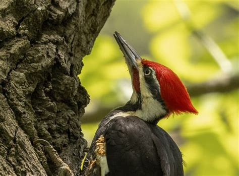 Pileated Woodpecker New Bird Pix