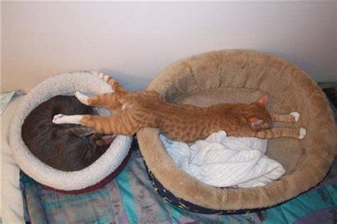 Cats Sleeping In Weird Ways 25 Pics
