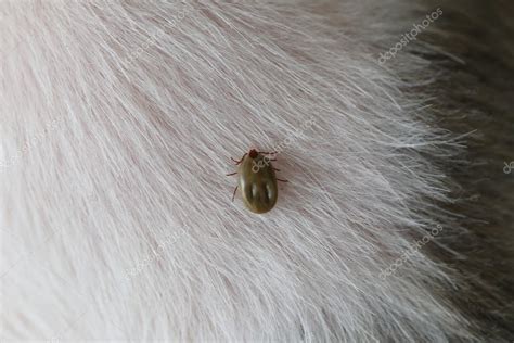 Big Ticks On A Dog — Stock Photo © Meepoohyaphoto 118439432