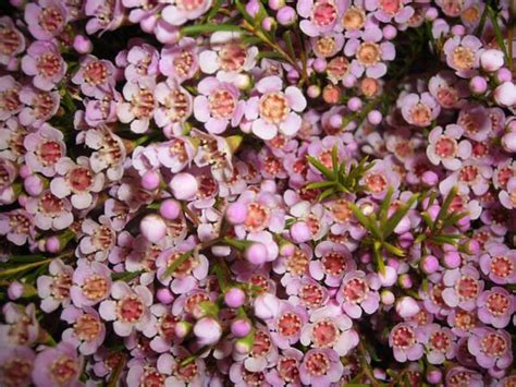 Waxflower Pink Flower Collection Ecuador