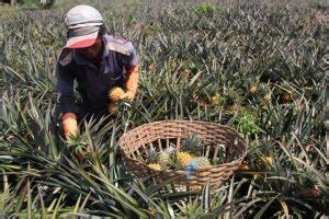 Cara menanam nanas | buah nanas adalah jenis buah tropis yang berasal dari brazil. 6 Cara Menanam Nanas di Rumah (Panduan Lengkap ...