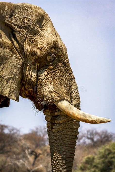 Side View Of African Elephant Stock Image Image Of Namibia