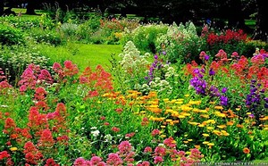 Image result for garden picture flowers
