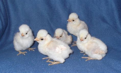 Ornamental Chicken Breeds