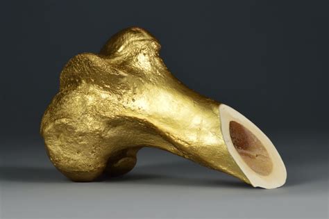 Golden Bone Amy Karle