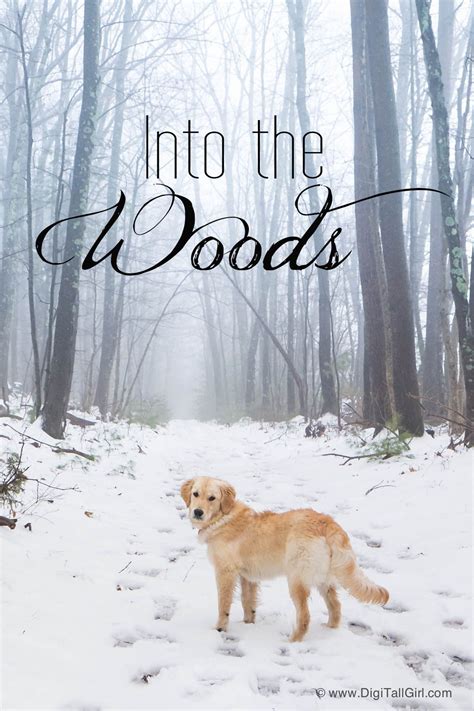 Golden retriever puppies are adorable and if you are buying one of your own, sometimes making a choice can be difficult. Walk in the NH woods with Sunnie! (With images) | Dogs golden retriever, Retriever puppy, Dog love