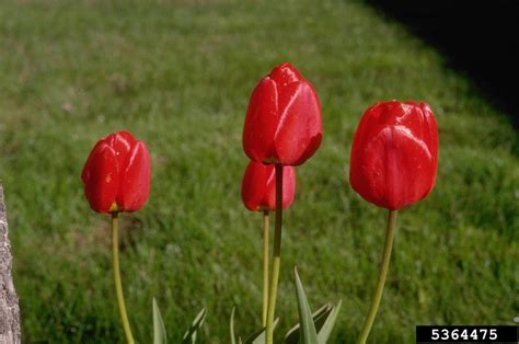 Tulip Genus Tulipa