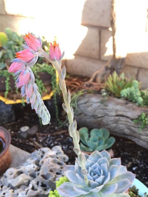 Echeveria Blooms Beautiful Contrast With The Purple Shade And So