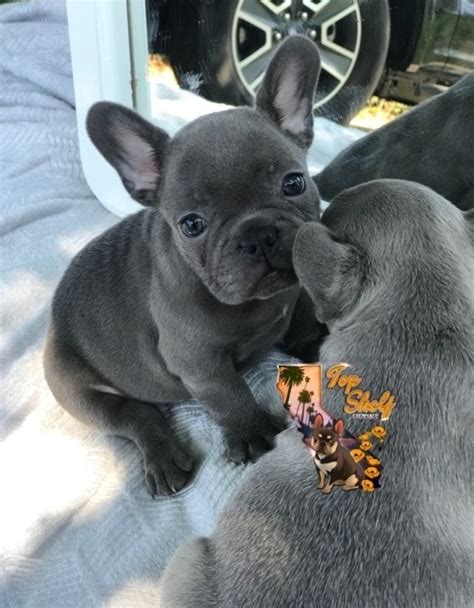 Akc registered french bulldog puppies with 100% health guarantee. Puppies For Sale Under 100 Dollars In Ut For sale United ...
