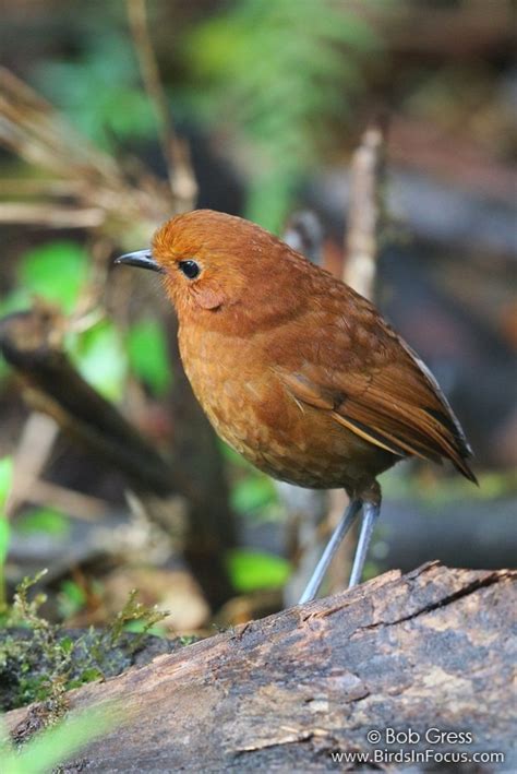 Birds In Focus Rufous Antpitta