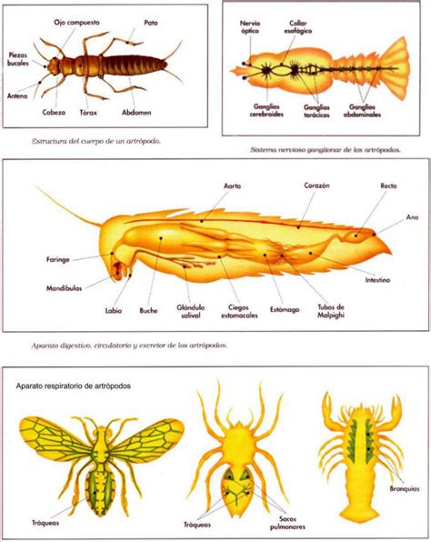 Phylum Arthropoda ~ Biologia Animal Upel Ipb