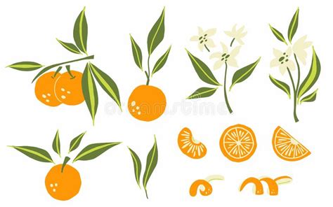 Tangerine Flowers Stock Illustrations 1088 Tangerine Flowers Stock