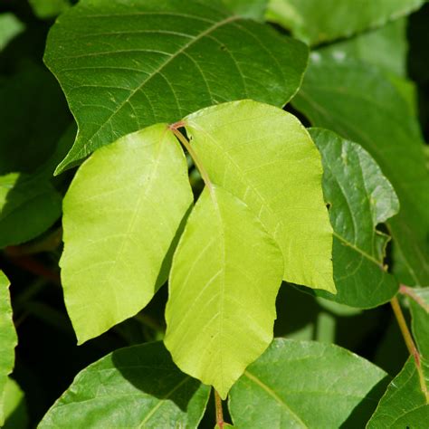 How To Identify Poison Ivy In All 4 Seasons