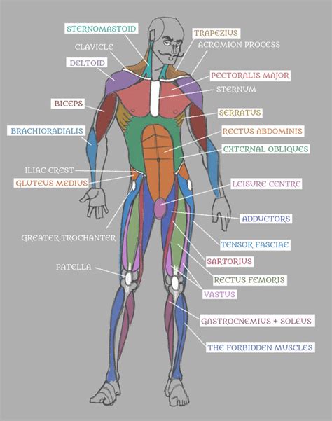 Human Anatomy Muscles With Labels By Pseudolonewolf On