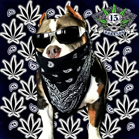 Dog Gangster Wallpapers