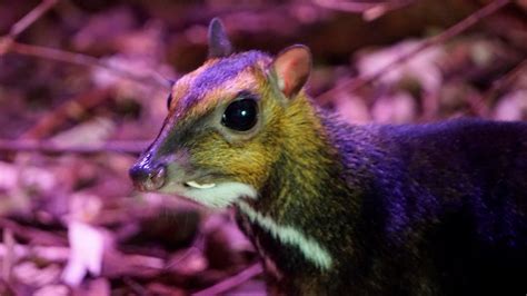 Mouse deer born at bristol zoo is only the height of a pencil. Polish zoo captures rare mouse-deer birth on video | wwltv.com