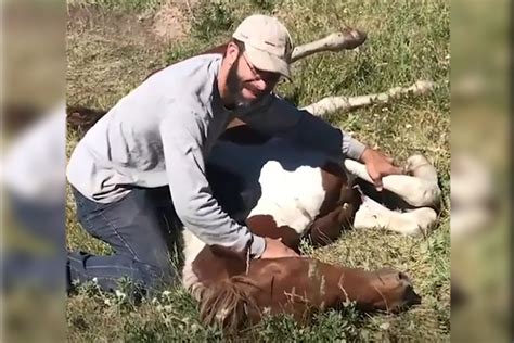 Watch Dramatic Rescue Of A Wild Horse Stuck In Fence