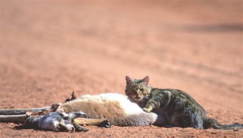 Australia The Controversial Plan To Kill 2 Million Feral Cats To Save