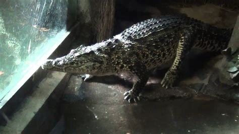 The Bronx Zoo March 8th 2014 World Of Reptiles Cuban Crocodile