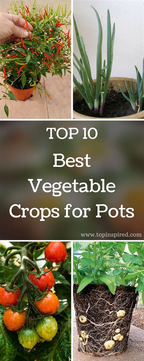 Top 10 Best Vegetable Crops For Pots Vegetable