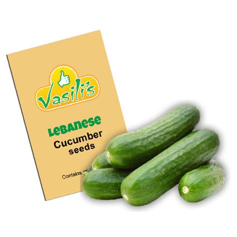 Lebanese Cucumber