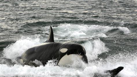 Killer Whales Bring The Hunt Onto Land Abc News