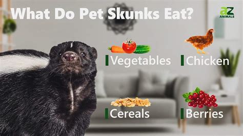 What Do Skunks Eat A Z Animals