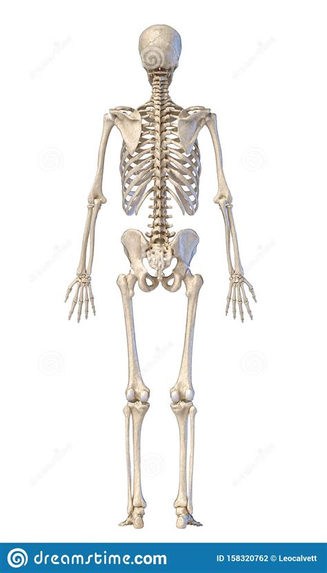 Human Skeleton Full Figure Standing Rear View Stock Illustration