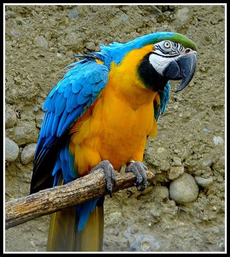 Though classified as 'least concern' by the iucn, the blue and. TrekNature | Blue and Yellow Macaw Photo
