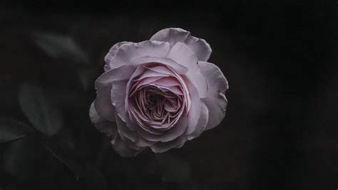 Change your chromebook wallpaper with this awesome and aesthetic wallpapers, desktop full high definition. Aesthetic Rose Wallpapers: 20+ Images - WallpaperBoat