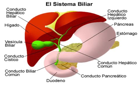Funciones Y AnatomÍa Del Higado Y La VesÍcula Biliar Puro Tip