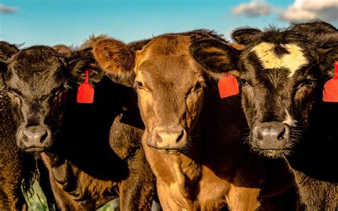 Determining The Best Method Of Castration For Beef Calves