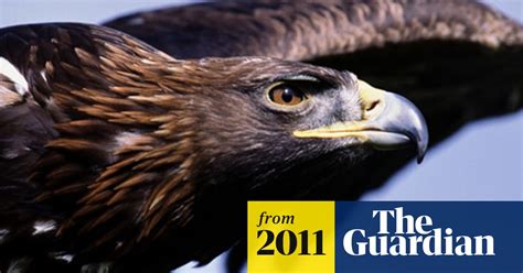 Record Numbers Of Golden Eagles Poisoned In Scotland In 2010 Birds