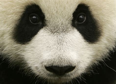 Giant Panda Adapts To Environmental Changes Due To Strong Immune System