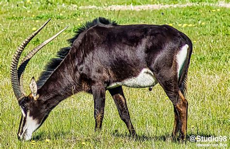 Sable Antelope Herman Van Bon Photography
