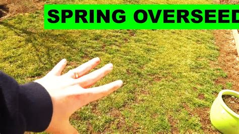 The process for reseeding the lawn is the same as installing a new lawn. Is spring aeration and overseeding necessary - YouTube