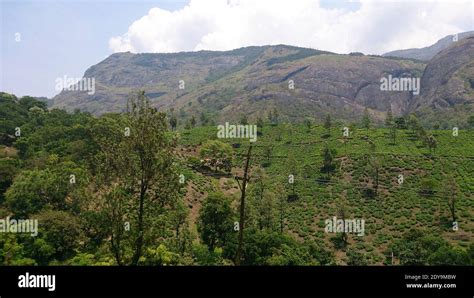 Scenic View Of Tea Plantation Or Garden On The Slope Beside The Hill