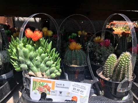 And it works!… the flower color can be an indication. The Mystery of The Fake Cactus Flowers — OK Whatever