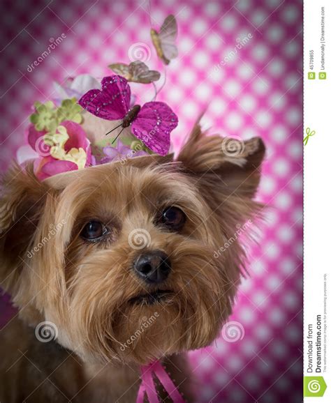 Yorkie Dog Wearing Flowered Top Hat Stock Image Image Of Cute