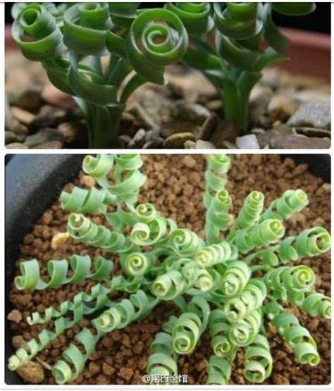 Curly succulents | Garden | Pinterest | Cacti, Gardens and Plants