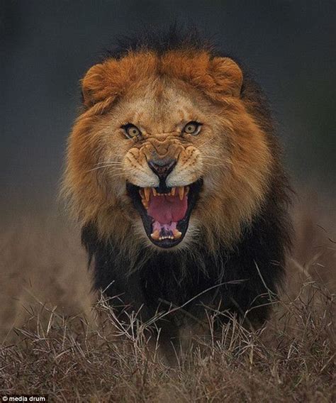 Photographer Atif Saeed Captures Image Of Hungry Lion Moments Daily