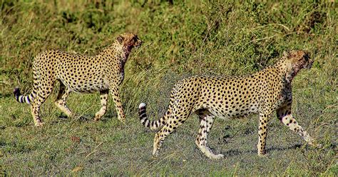 The Prideful Cheetahs Photograph By Rebecca Harding Fine Art America