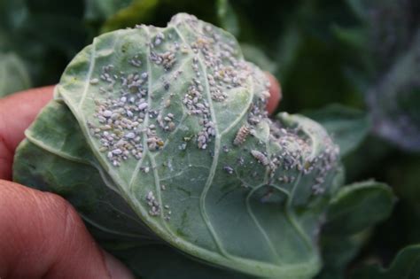 Eliminating Mealy Cabbage Aphids