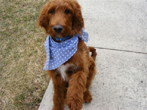 Mini goldendoodles and petite goldendoodles are hypoallergenic mini goldendoodles make wonderful pets. Irish Doodle ( Irish Setter Poodle Mix) Facts, Temperament ...