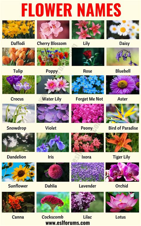flower names list of 25 popular types of flowers with the pictures esl forums