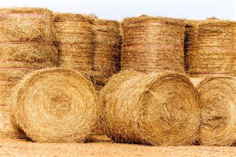 Image Of Large Hay Bales Delivered And Stacked For Drought Relief